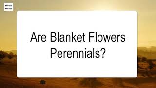 Are Blanket Flowers Perennials [upl. by Tedmund13]