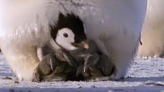 Emperor penguins  The Greatest Wildlife Show on Earth  BBC Earth [upl. by Robers413]