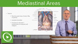 Mediastinal Areas – Anatomy  Lecturio [upl. by Laurent]