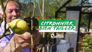 Comment tailler un citronnier [upl. by Vedette]