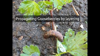 Propagating Gooseberry plants [upl. by Yatnahs]