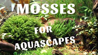 Best mosses for aquascapes [upl. by Godwin170]