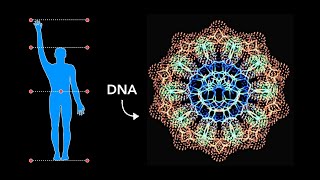 HOW Sacred Geometry is embedded in YOUR DNA [upl. by Ardeen]