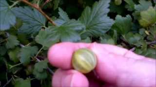 Harvesting gooseberries and some info about them [upl. by Anytsyrk]