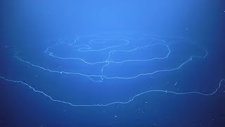 Stunning 47mlong siphonophore discovered off Australian coast [upl. by Rayham]