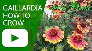 Gaillardia  Blanket flower  How to grow [upl. by Idorb326]