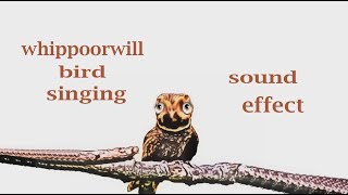 How A Whippoorwill Bird Sounds  Sound Effect  Animation [upl. by Ennaecarg13]