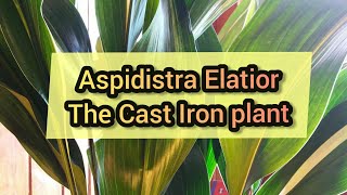 How to care for Aspidistra Elatior  The cast Iron plant [upl. by Moran471]