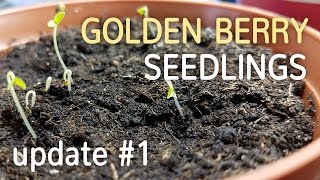 Golden Berry Seedlings Update 1  Growing Cape Gooseberry from Seed  05022017 [upl. by Assilym]