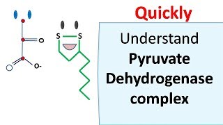 Pyruvate dehydrogenase complex [upl. by Gherlein]