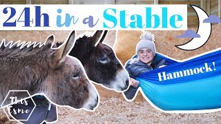 24 HOURS in the Donkeys STABLE Challenge  This Esme [upl. by Nauq114]