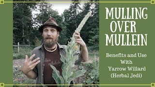 Mulling over Mullein  Benefits and Uses with Yarrow Willard Herbal Jedi [upl. by Enidan]