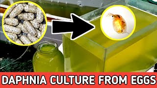 HOW TO HATCH DAPHNIA EGGS  HOW TO CULTURE DAPHNIA [upl. by Arriaes]