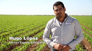 Syngenta México  Con Fortenza™ Duo la protección es desde el inicio [upl. by Rese48]