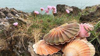 Coastal Foraging and Exploring  Scallops Clams and Wild Edibles  The Fish Locker [upl. by Lacagnia]