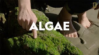 Definitions in the Field Algae [upl. by Dnalrag]