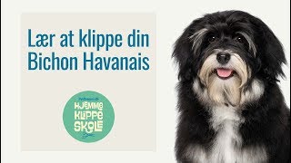 Klip selv  Bichon Havanais [upl. by Yahska]