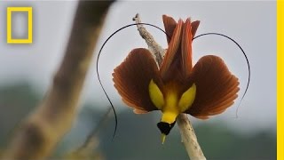 Tim Laman amp Ed Scholes Birds of Paradise  Nat Geo Live [upl. by Meibers]