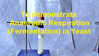 Fermentation in Yeast Experiment [upl. by Eetse701]