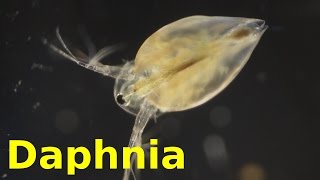 Daphnia [upl. by Yren151]