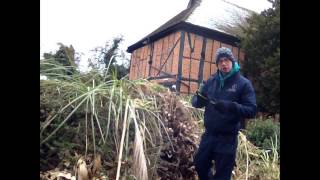 How to cut back pampas grasses [upl. by Wehttan]