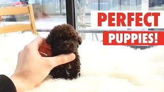 Perfect Puppies  Cute Puppy Video Compilation [upl. by Wachter187]