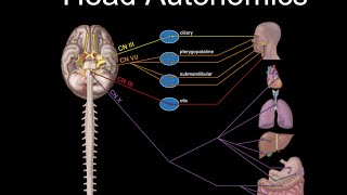 Cranial Nerves and Autonomics [upl. by Jacoby]