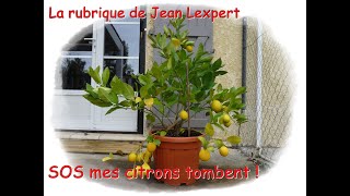 Mon citronnier perd ses citrons  Monjardindansleslandes [upl. by Ojiram]