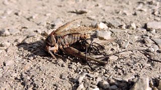 Grasshopper infected with parasitic worm [upl. by Dnomsed914]