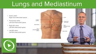 The Lymph Node Stations in the Chest [upl. by Debo]