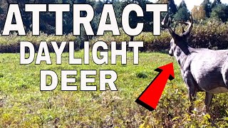 INCREDIBLE Ways To Attract Deer To Your Property 2021 [upl. by Anairb315]