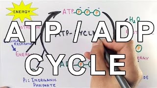 Mechanism of ATPADP Cycle [upl. by Hy]