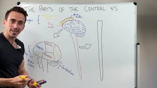 Overview of the Central Nervous System CNS [upl. by Eiser]