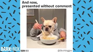 FUNNY DOG MEME COMPILATION  BARKBOX [upl. by Suiremed]