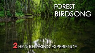 Forest Birdsong  Relaxing Nature Sounds  Birds Chirping  REALTIME  NO LOOP  2 Hours  HD 1080p [upl. by Hgielime624]