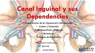 Introduction to Direct and Indirect Inguinal Hernia [upl. by Nachison]