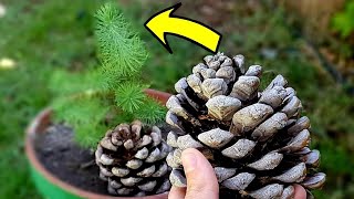 Como Cultivar un PINO PIÑONERO desde SEMILLA 🌲 Cuidados y Evolución del Pino Piñonero Evoluciones [upl. by Airotal]