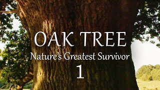 12 The Oak Tree Natures Greatest Survivor  August to February [upl. by Adnaw545]