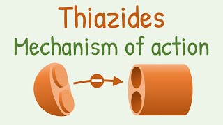 Thiazides mechanism of action [upl. by Ierdna]