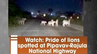 Watch Pride of lions spotted at PipavavRajula National Highway  Gujarat News [upl. by Nyleahcim91]