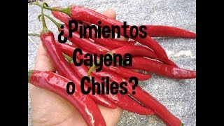 Pimientos PICANTES Cayena o chiles [upl. by Rednijar180]