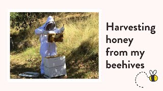 How to harvest honey from a beehive Step by step [upl. by Jamil]