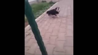 Dog screaming but its perfectly cut [upl. by Leibarg691]