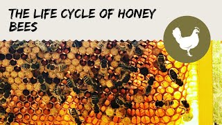 The Life Cycle of Honey Bees [upl. by Abra]