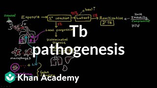 TB pathogenesis  Infectious diseases  NCLEXRN  Khan Academy [upl. by Lyrred855]