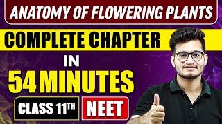 ANATOMY OF FLOWERING PLANTS IN 54 MINUTES  Full Chapter Revision  Class 11 NEET [upl. by Engracia]