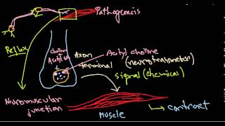 Clostridium botulinum pathogenesis [upl. by Caswell]