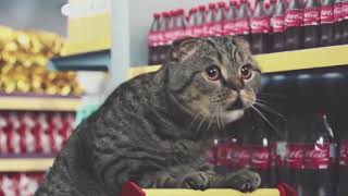 Best Cat Commercials Netto Marken [upl. by Nomled]