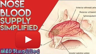 Nose Anatomy Nasal Blood Supply [upl. by Iuqcaj]