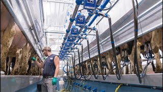 Cows giving 140 lbs of milk per day [upl. by Yennej]